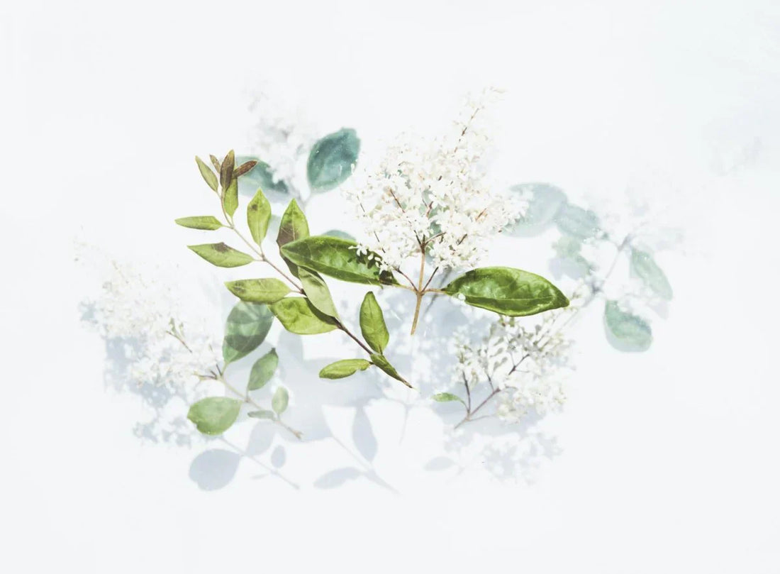 [Edible Beauty] 我們最喜歡的五種野生成分
